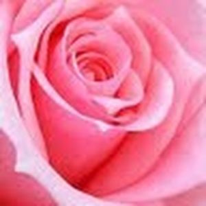 Meet your Posher, Nelma